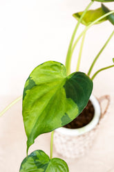 Cucullata variegated